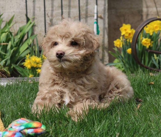 Cairn terrier sale x poodle